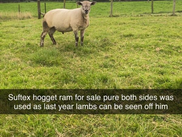 Suftex shearling Ram - Main image