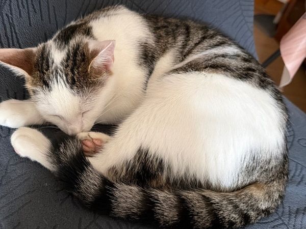 4 Month Old Kittens Looking for Loving Homes - Main image