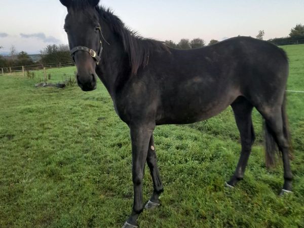 3yo DXB Unbroken - Main image