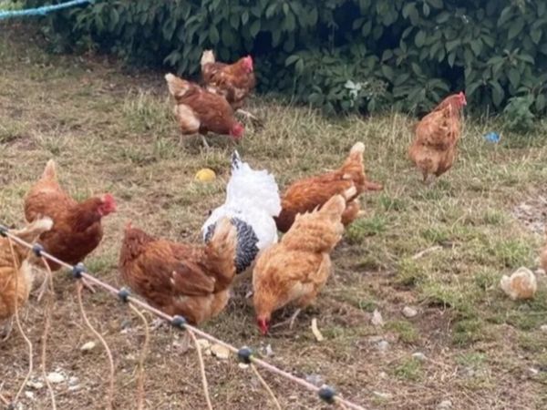 Hens for sale - Main image