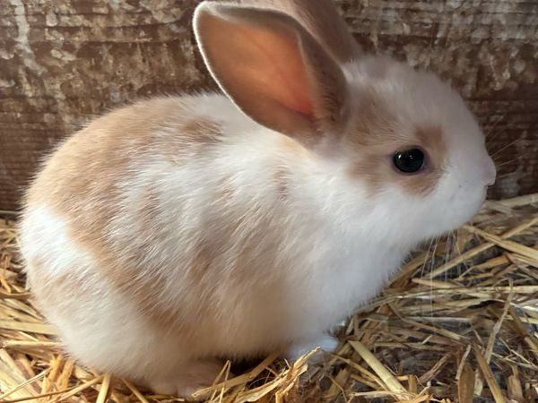 2 Baby rabbits - Main image