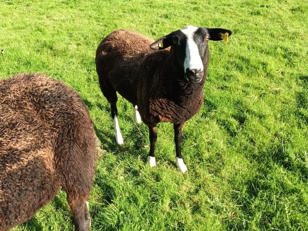 Zwartbles Hoggets - Main image