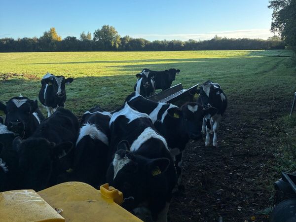 Cattle - Main image
