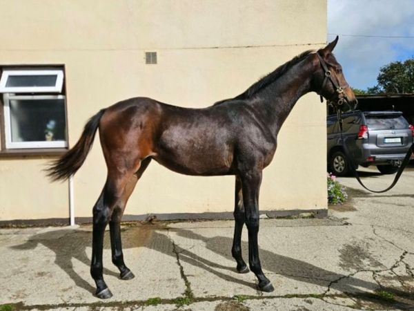 Lot 158 Filly foal Goresbridge Saturday - Main image