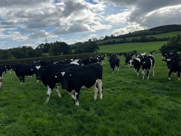 Incalf Fresian heifers - Main image