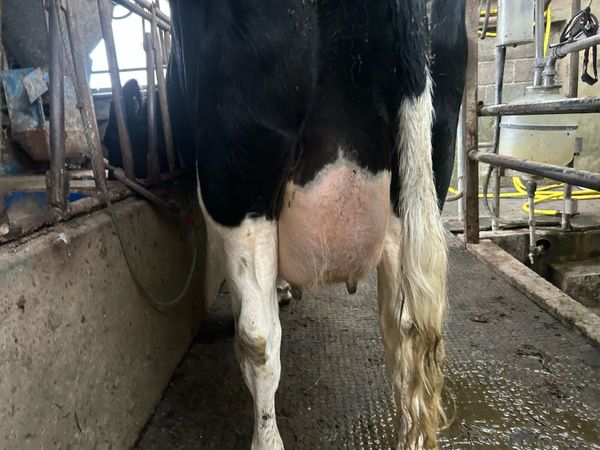 1 freshly carved fresian heiffer machine milked - Main image
