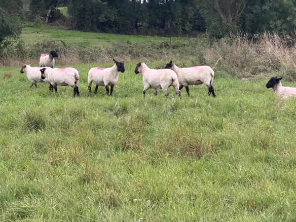 Ewe hoggets - Main image
