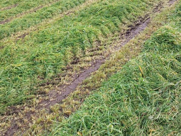 110 Green leafy Crop round bales of Barley/silage - Main image