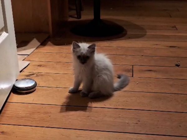 Kitten - Main image