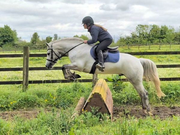 ONE IN A MILLION CONNEMARA GELDING - Main image