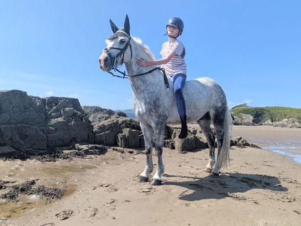 Pony for sale - Main image