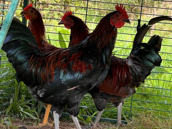 Roosters - Main image