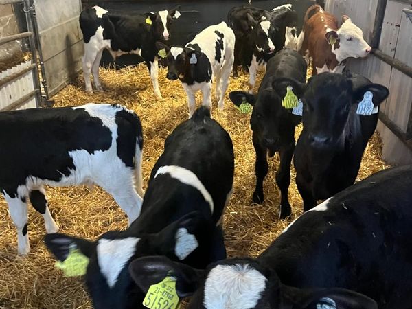 Continental Calves & Friesian Calves - Main image