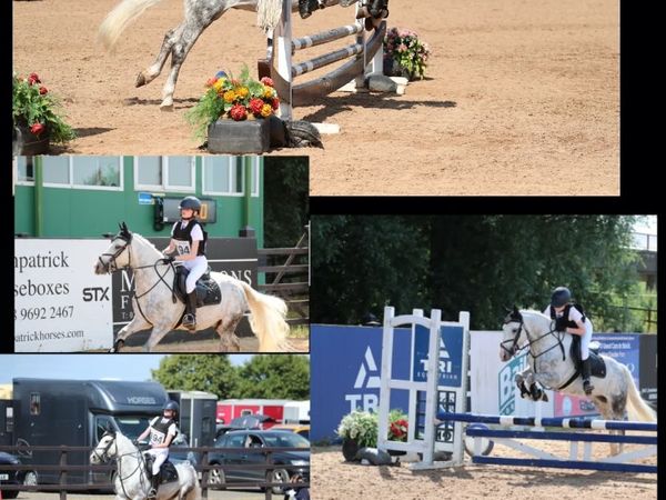 Pony for sale - Main image