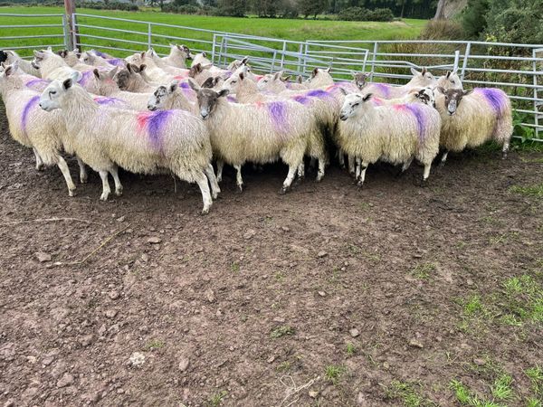 Mule ewe lambs - Main image