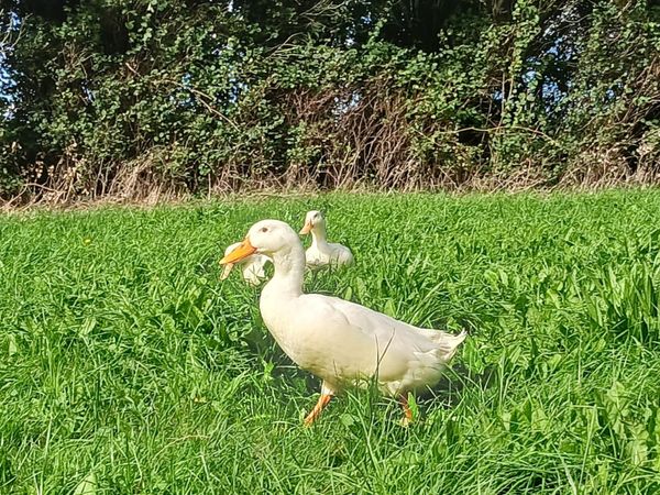 Aylesbury Ducks, Heritage Turkeys, Brahma X Roo - Main image