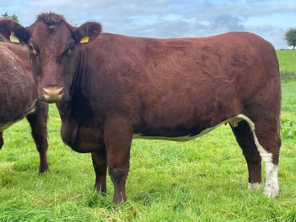 PB Shorthorn hfrs Elphin Saturday Oct 10th - Main image