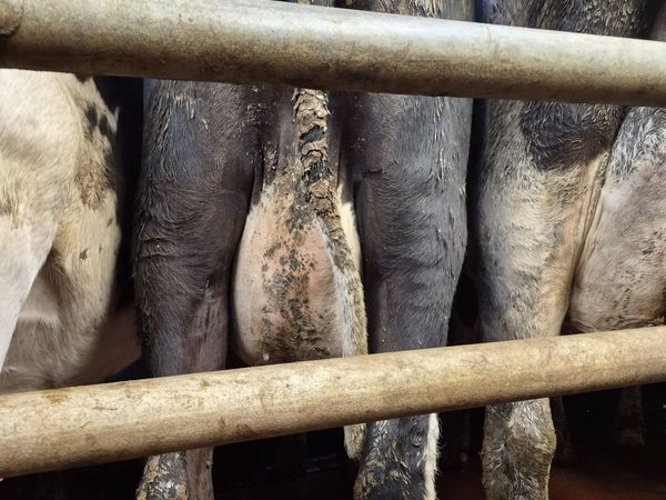 Dairy  cows - Main image