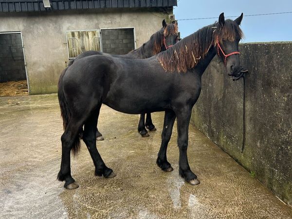2 Friesian Yearling Fillies - Main image