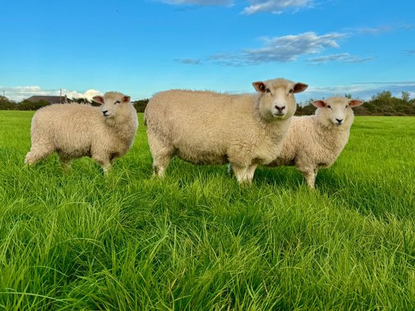 Pedigree Galway Sheep - Main image