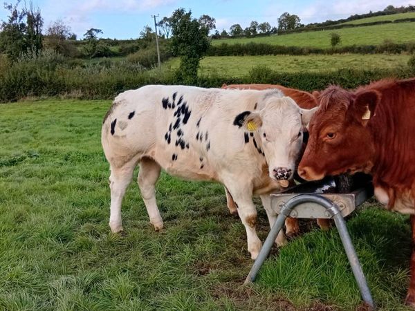 Show and coloured heifers, carrigallen  Oct 10 - Main image