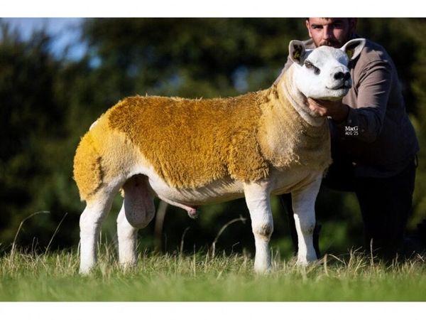Texel Rams - SIS eligible - Main image