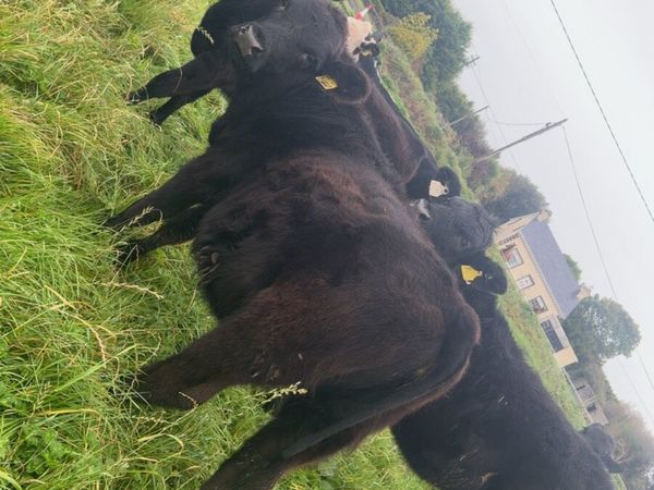 12 heifer weanlings - Main image