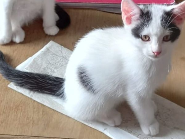 1beautiful  boy left. - Main image