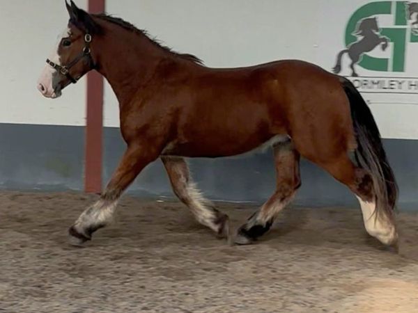Quality Cob Gelding - Main image