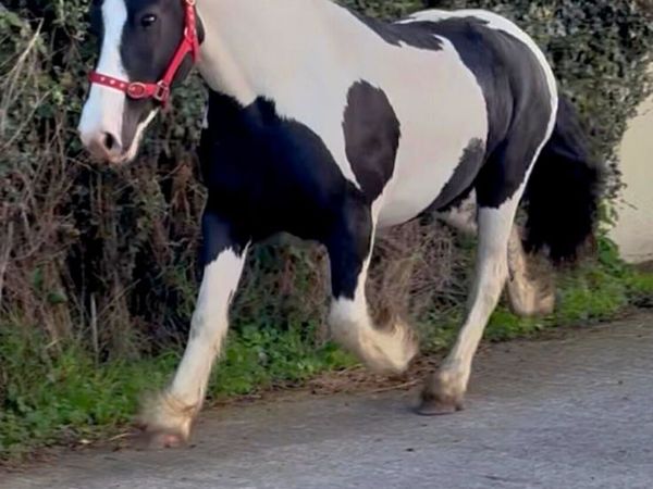 Piebald Cob Gelding - Main image