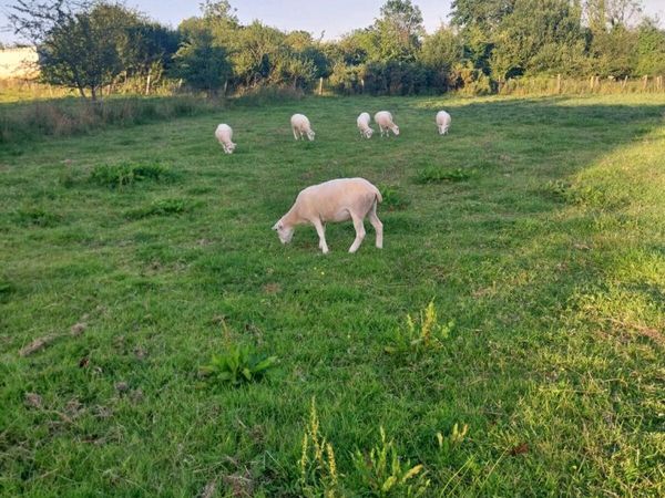 Hoggets ewes - Main image