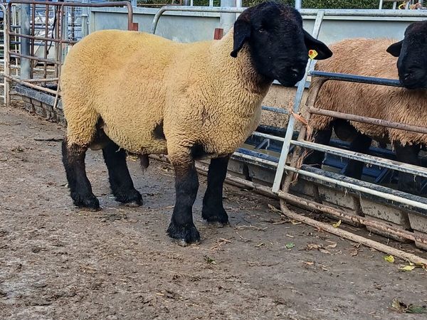 Suffolk Hogget Ram - Main image