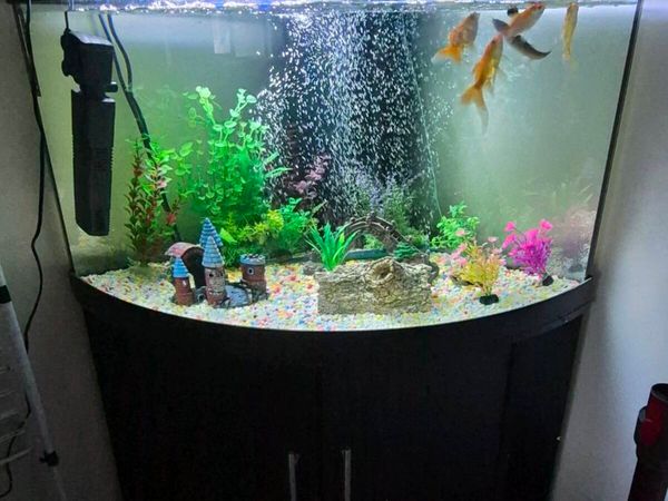 2 fish tank - Main image