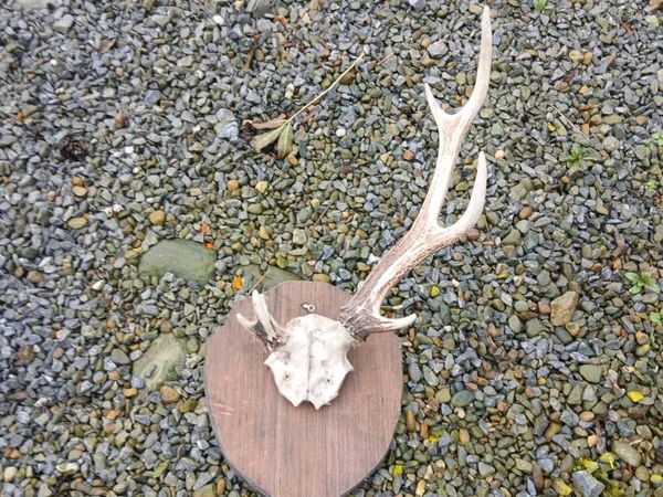 Deer antlers - Main image