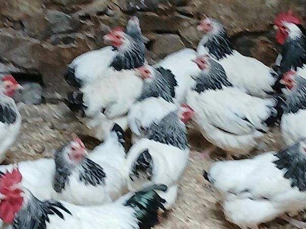 Chickens - Main image