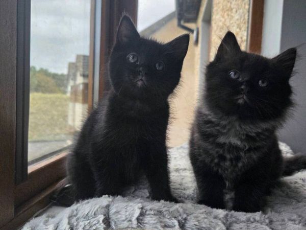 Kittens - Main image