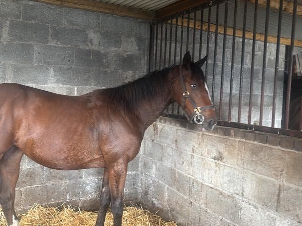 Thoroughbred horses - Main image