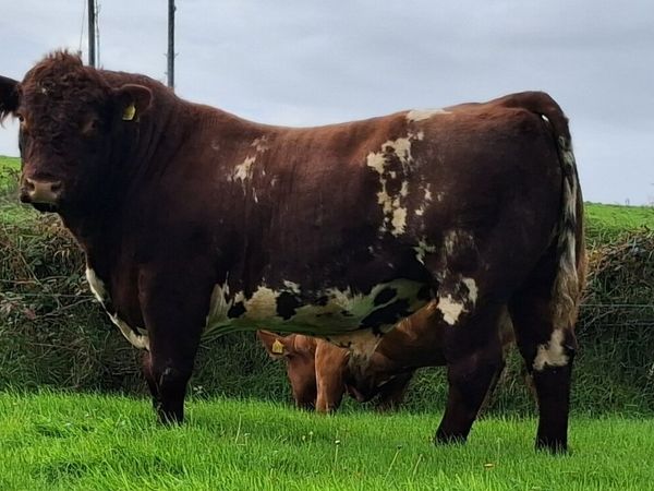 PBR Shorthorn Bull - Main image