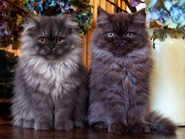 Stunning Doll Face Persian Boys - Main image
