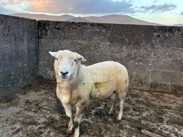 1 texel and 1 swaledale ram - Main image