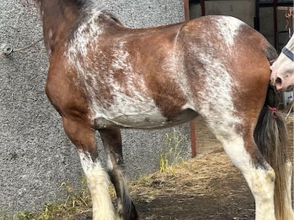 STOLEN Clydesdale mare - Main image