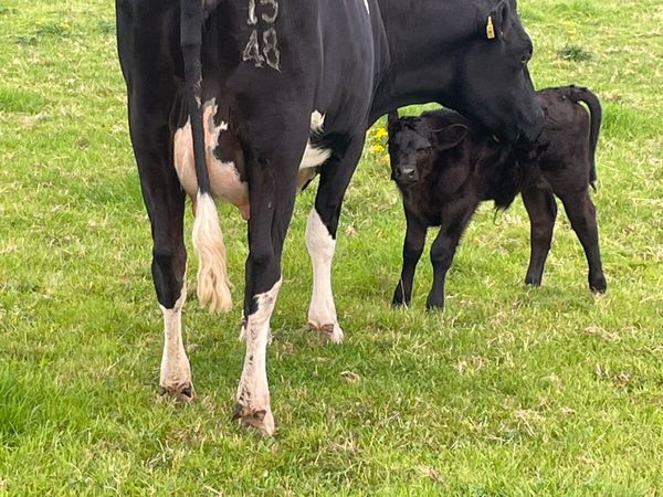 Calved Heifers - Main image