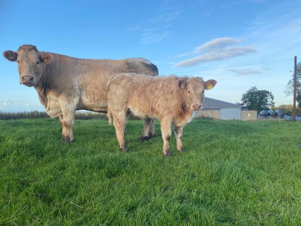 Super CH x LM Cow - Main image