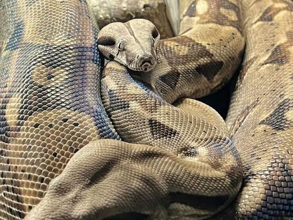 Reptiles and Rack for sale - (downsizing projects) - Main image