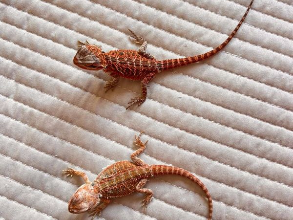 Reptiles and Rack for sale - (downsizing projects) - Main image