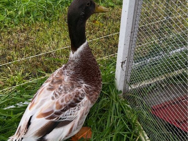 Drake and Silkie Rooster for sale - Main image