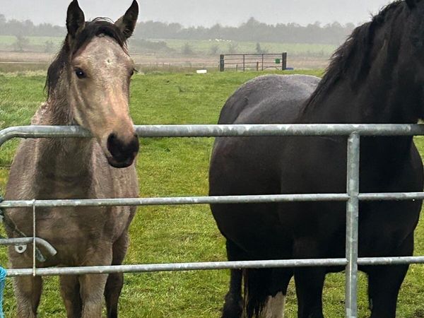 Filly foal for sale - Main image