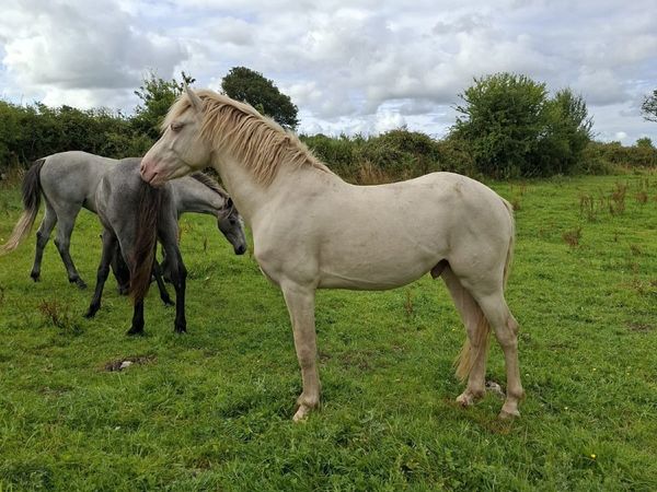 Blue Eyed Cream Connemara Colt out of Class 1 mar - Main image