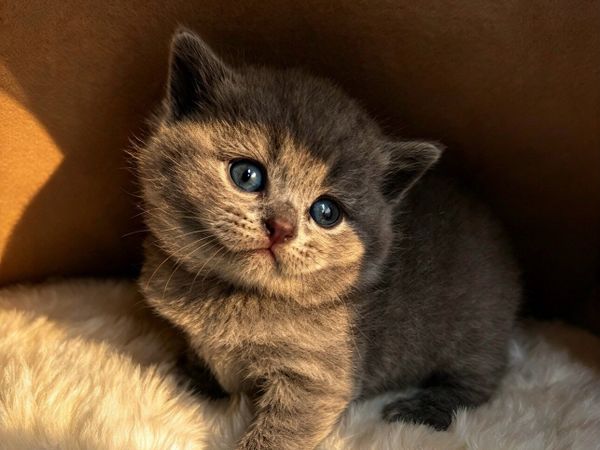 Blue British Shorthair- Ready to leave - Main image