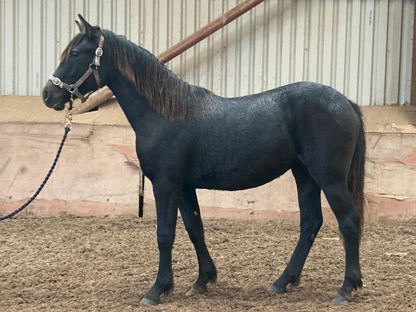 Connemara filly - Main image